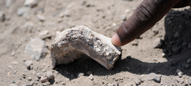 Illustration for article titled Anthropologists Have Discovered a Totally New Human Ancestor
